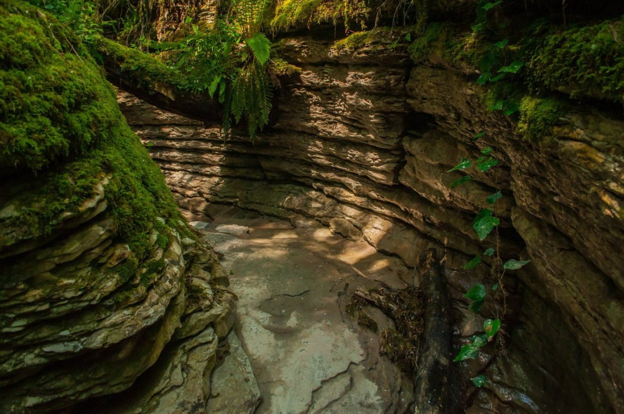 Тисо-Самшитовая роща