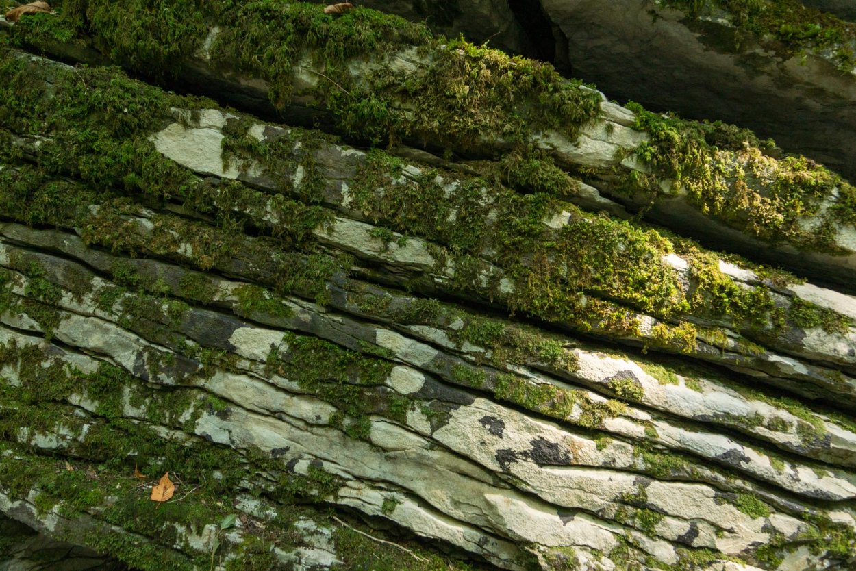 Анчаров м. "самшитовый лес"