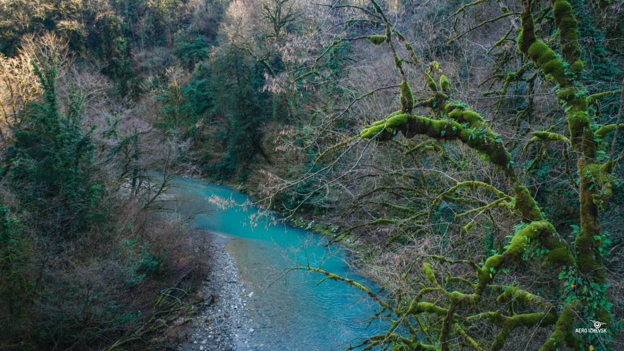 Тисо-Самшитовая роща