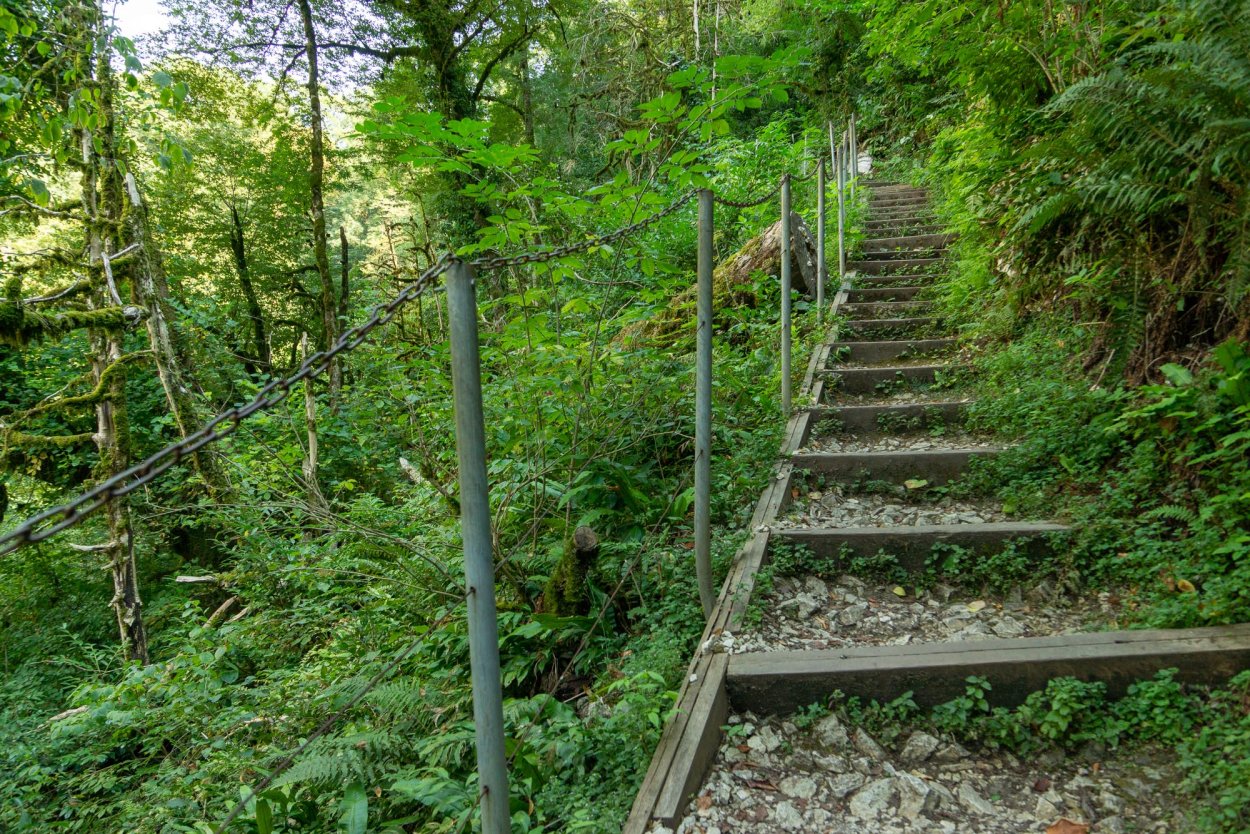 Тисо Самшитовая роща Лабиринт