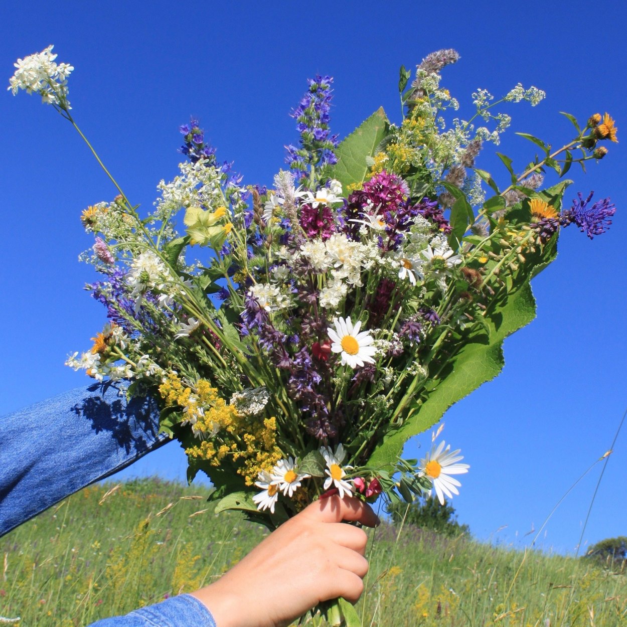 Полевые цветы (в европакете)