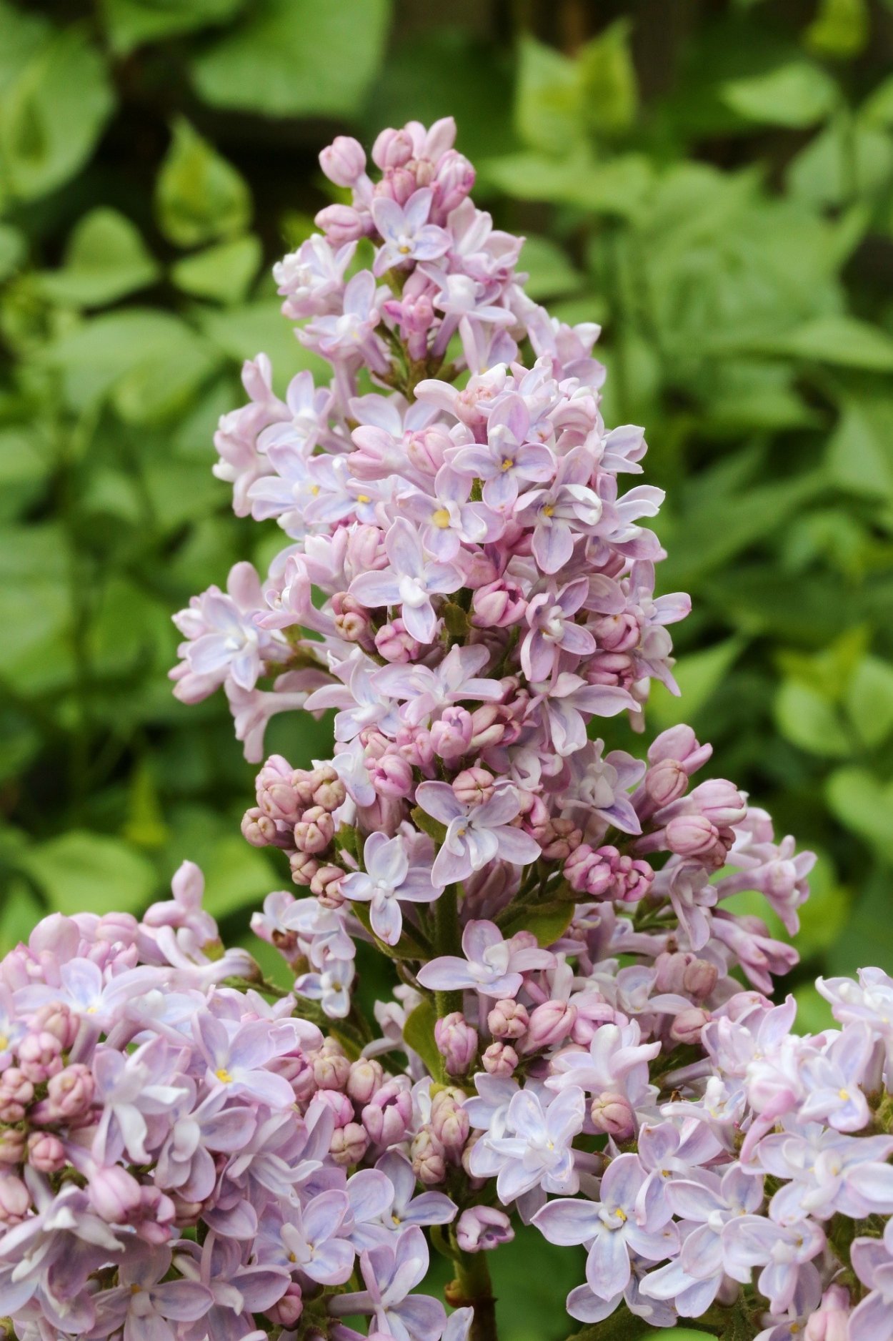 Сирень обыкновенная "Жемчужина" (Zhemchuzhina)