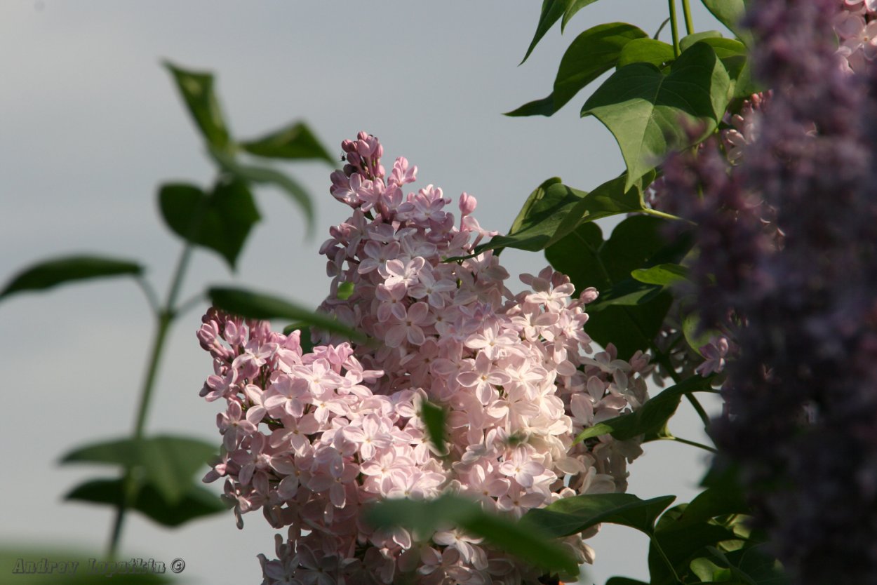 Сирень обыкновенная Вечерний звон
