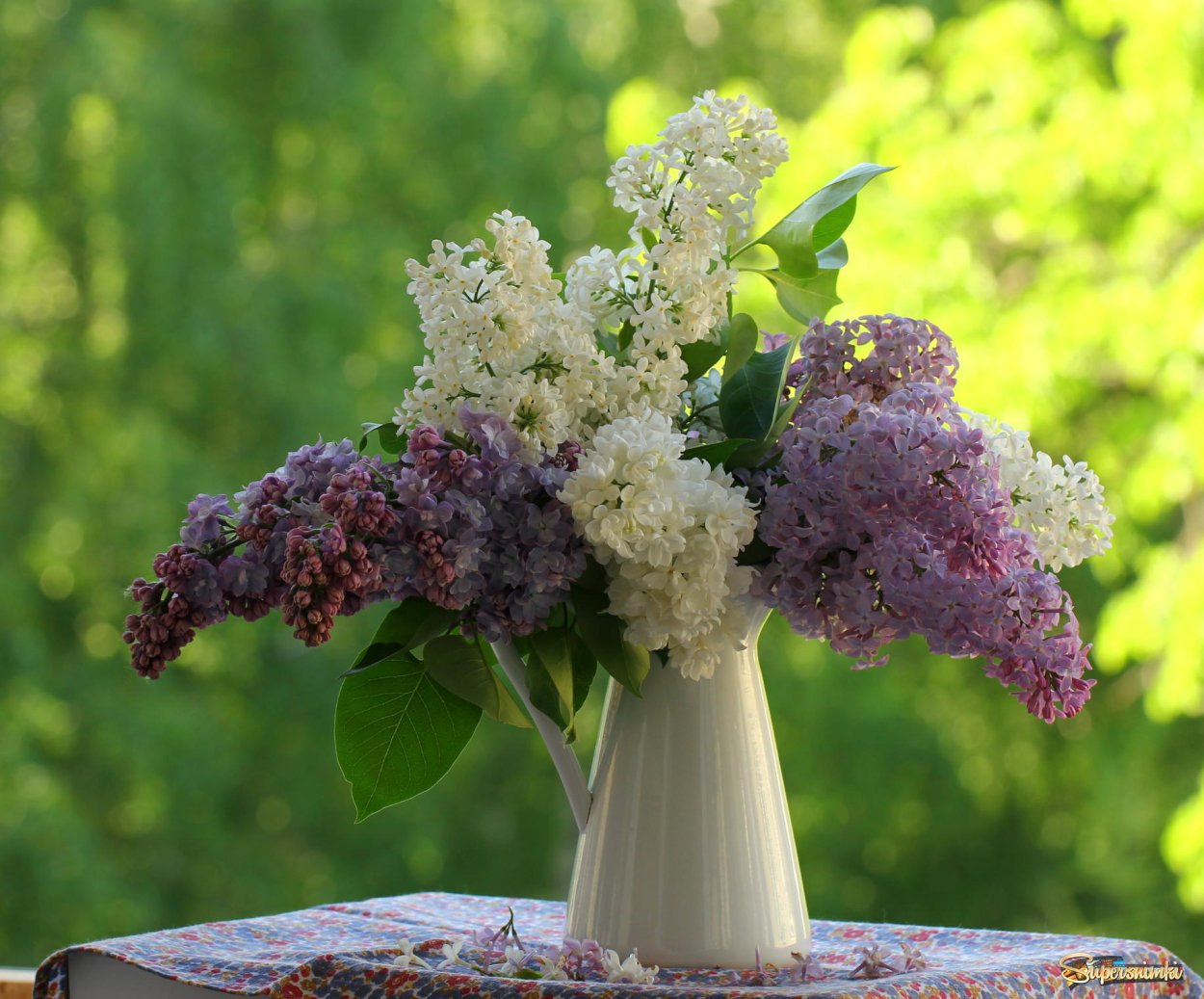 Сирень медовый спас