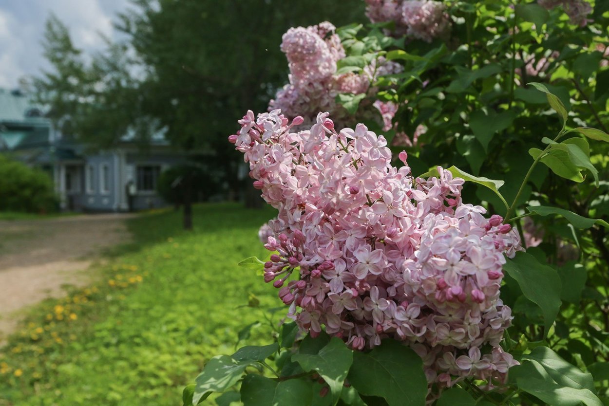 Сирень Вечерний звон