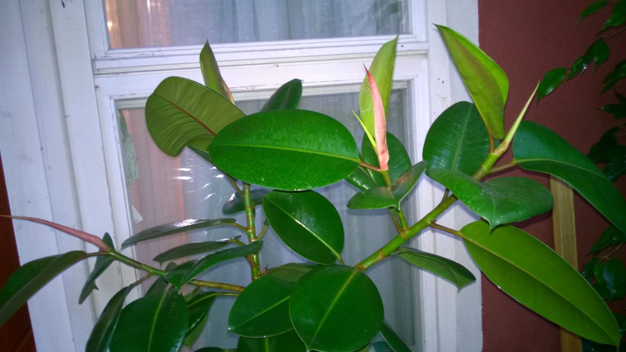 Фикус Робуста цветение