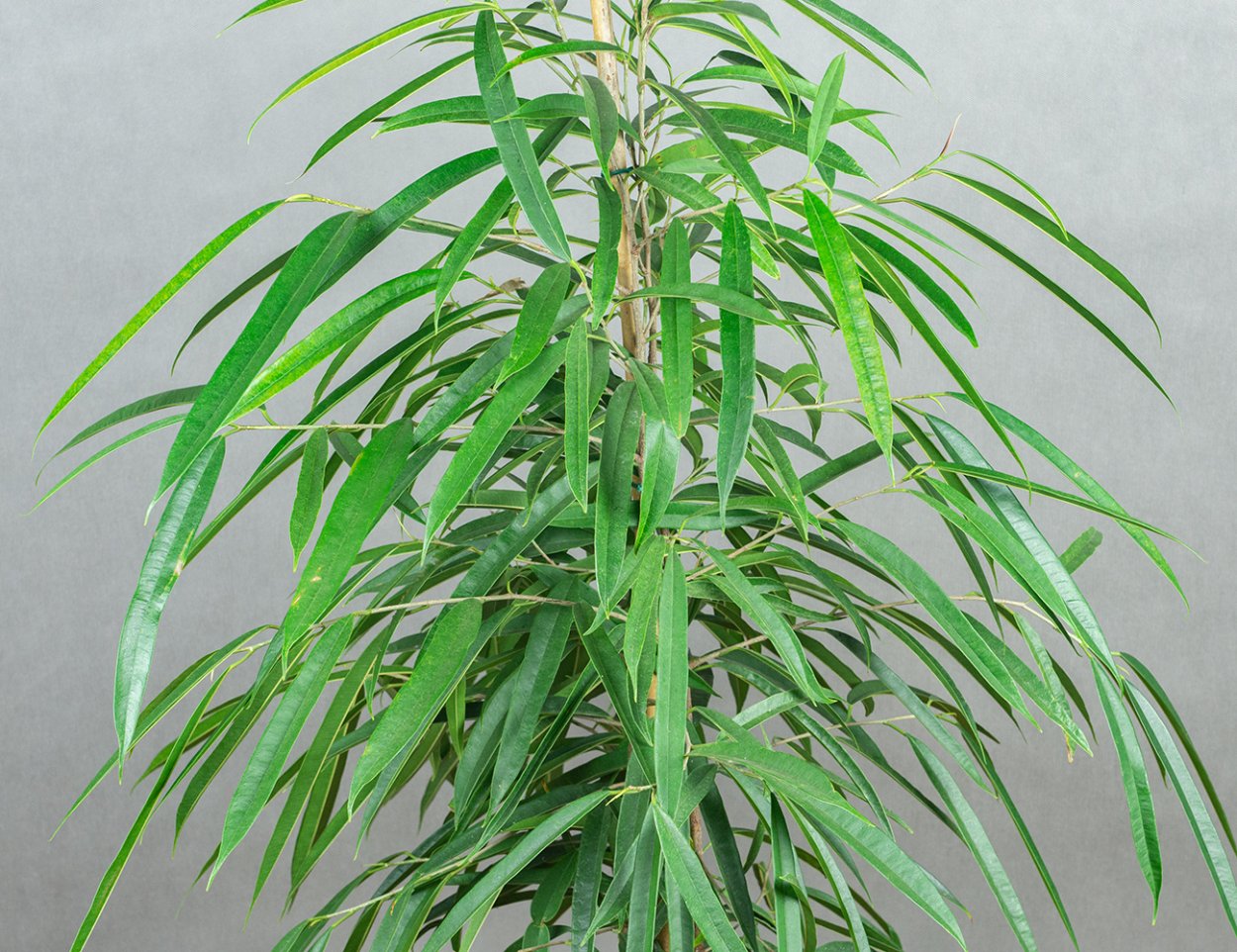 Пальма фикус Али