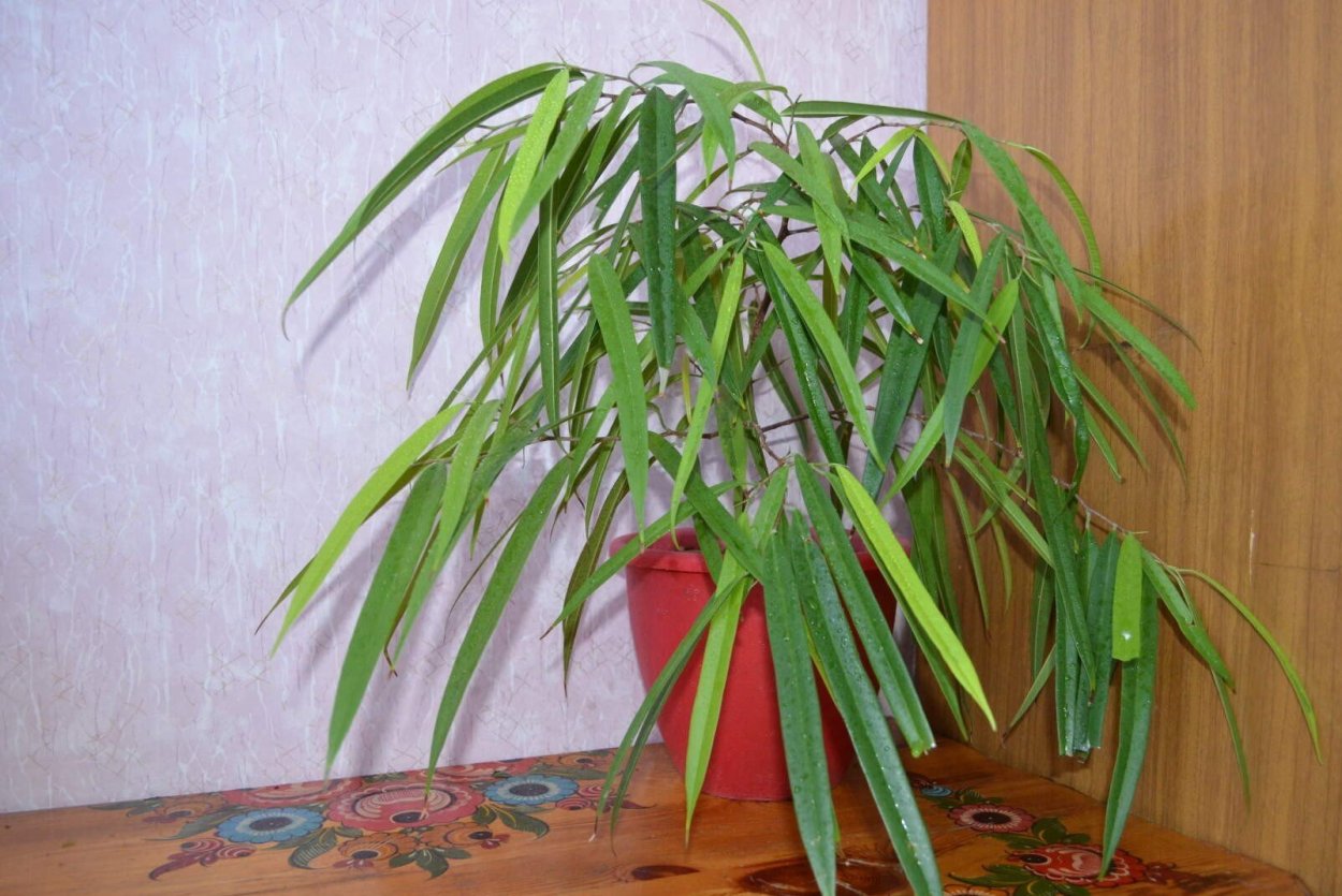 Фикус похожий на пальму