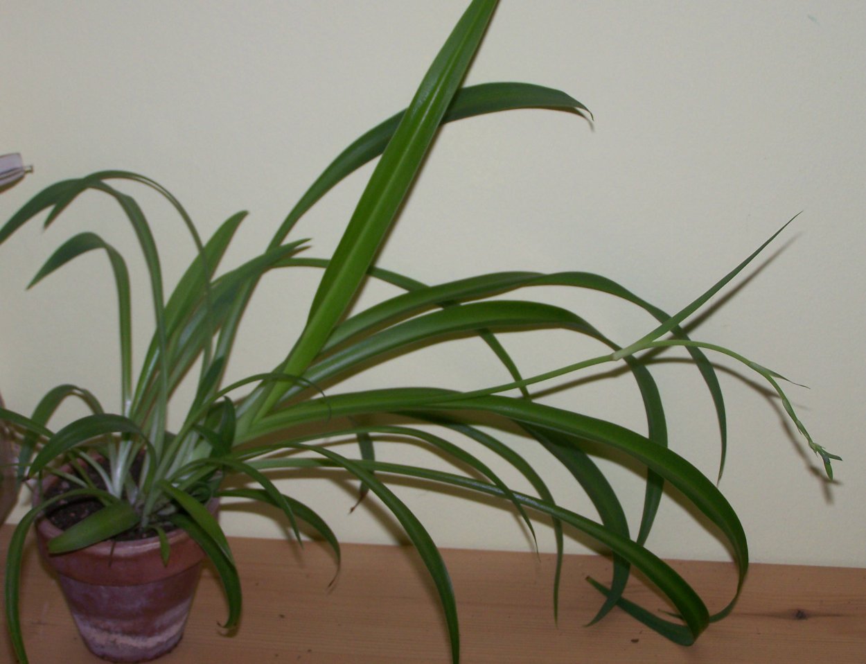 Хлорофитум comosum Lemon