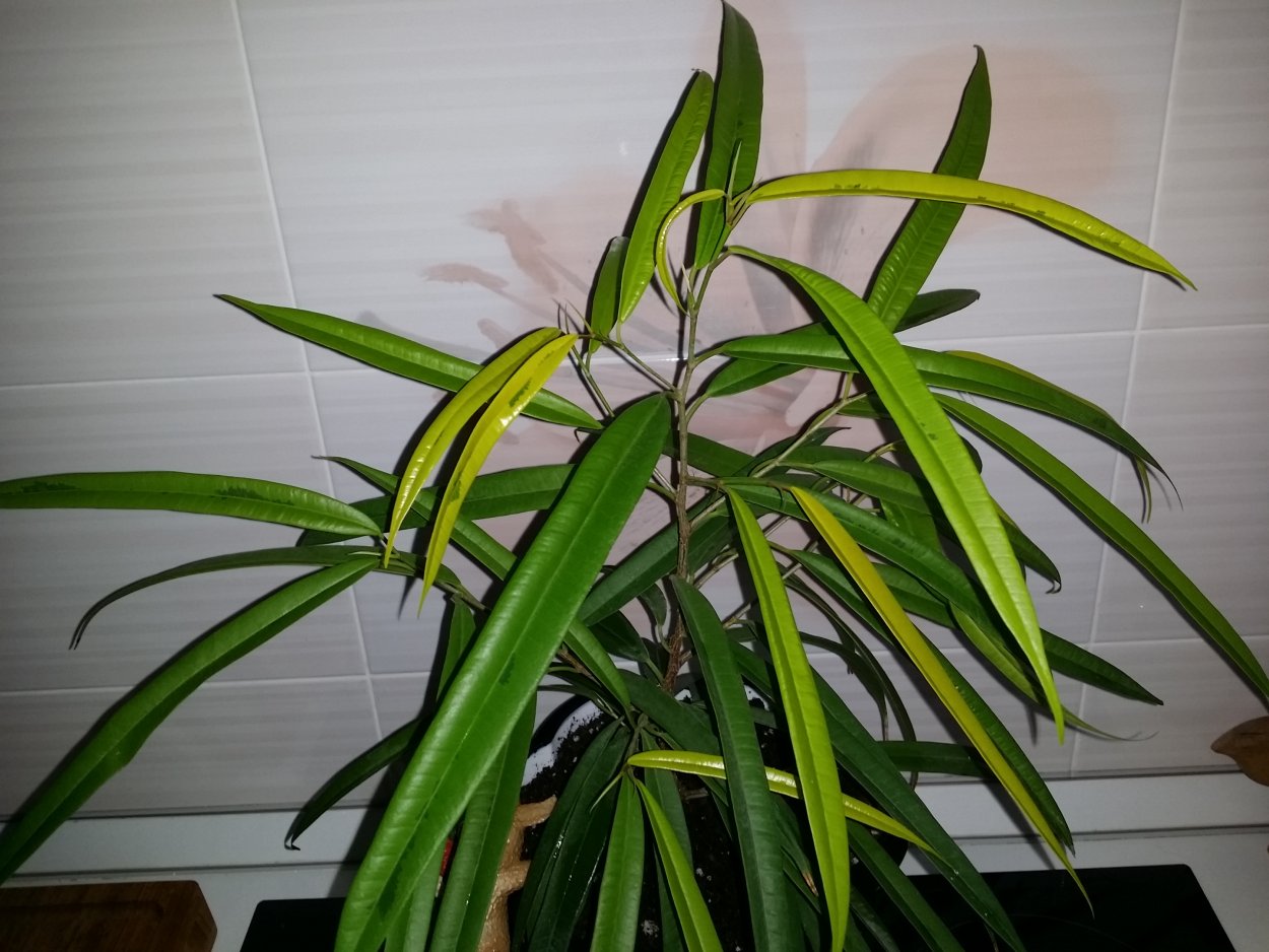 Фикус Али Голден