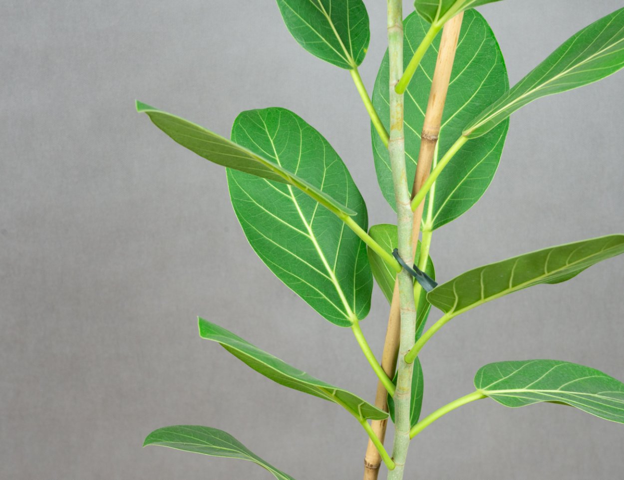 Фикус Одри размножение