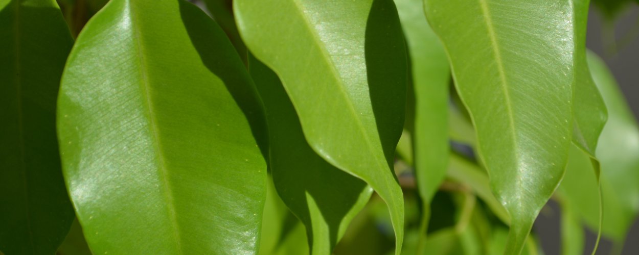 Фикус праймер