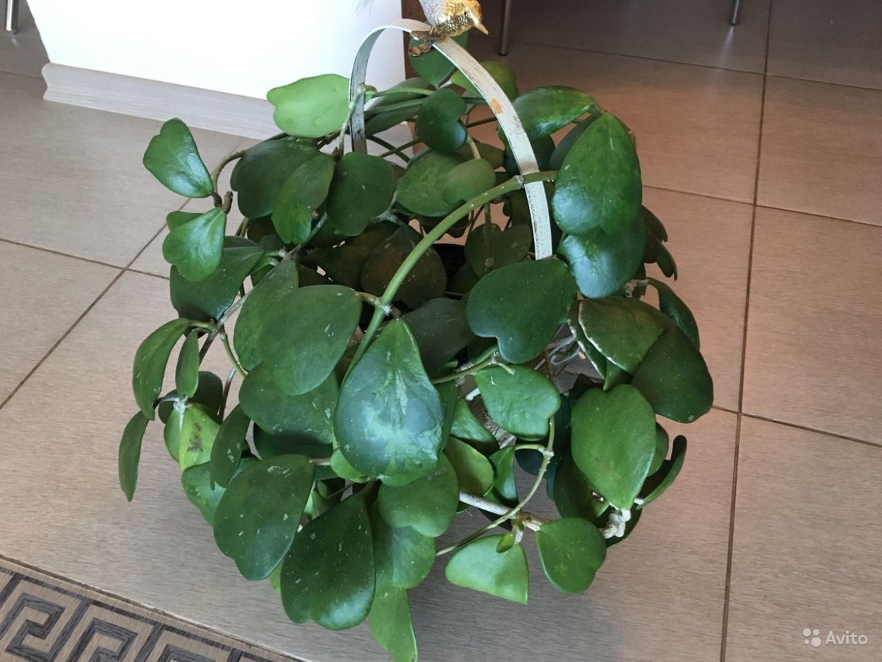 Хойя сердце Керри