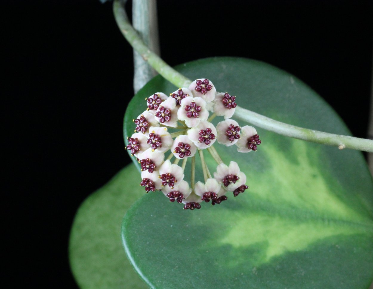 Хойя Керри Сплэш