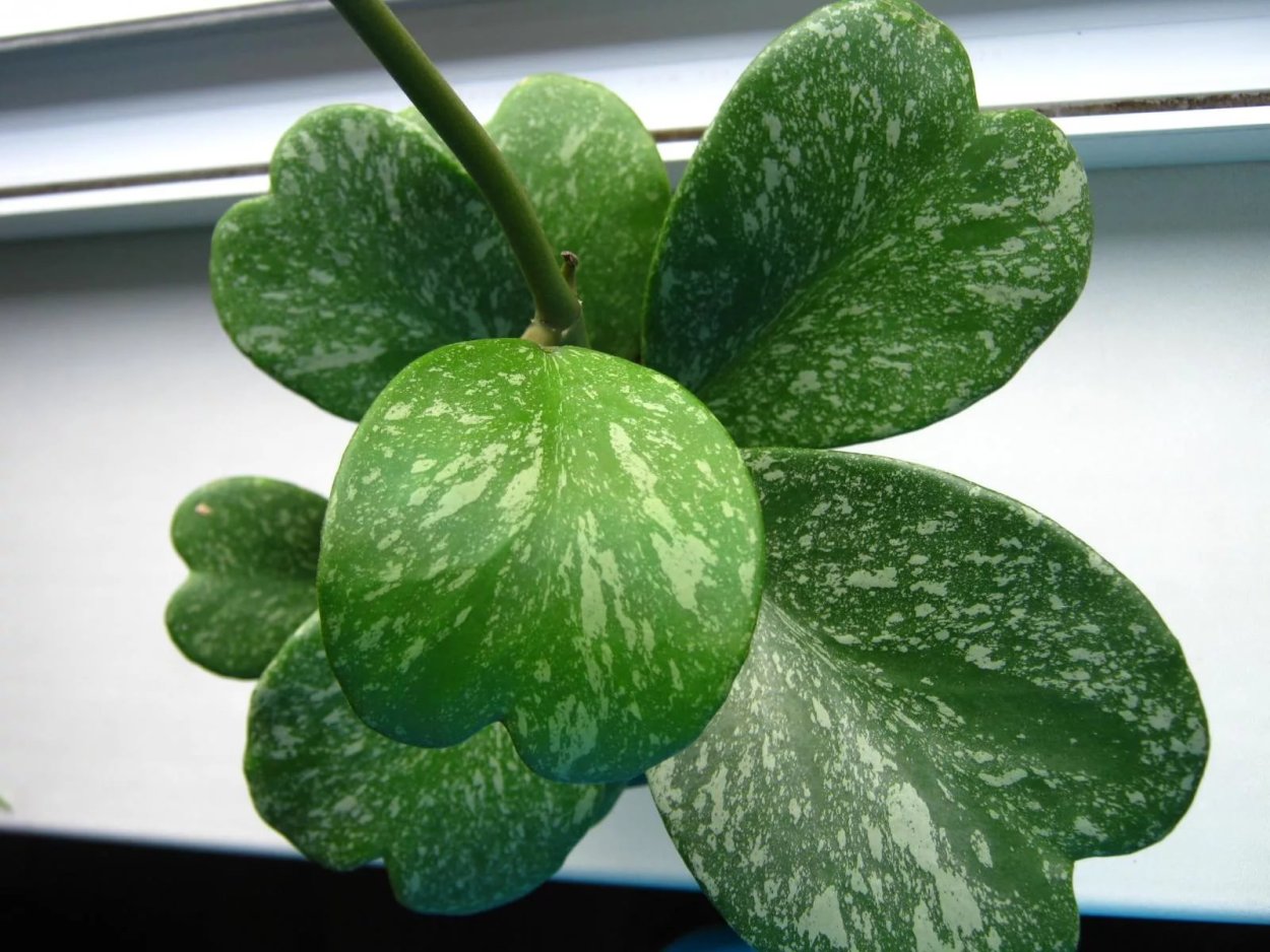 Хойя kerrii Splash