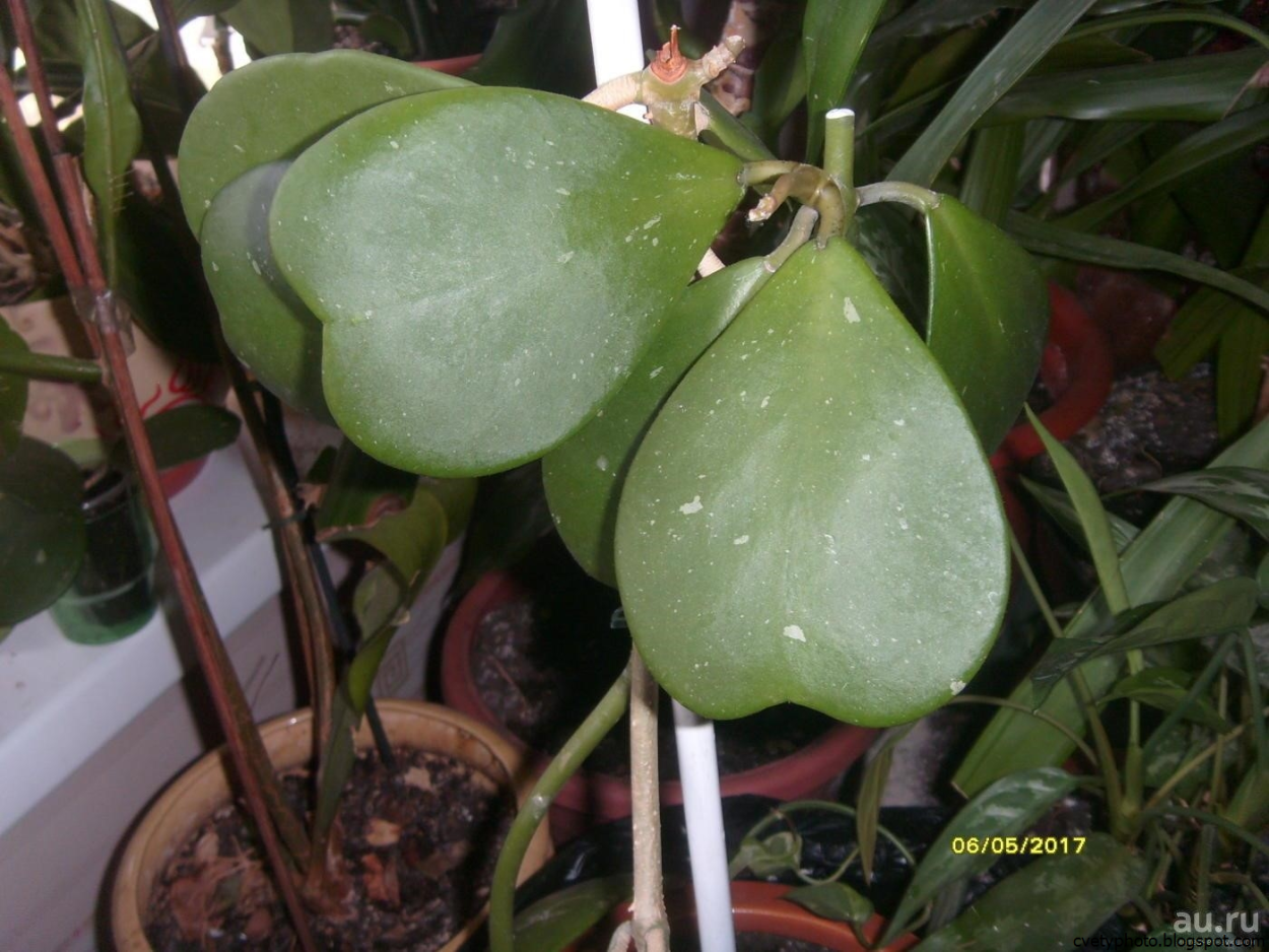 Хойя Керри черенок