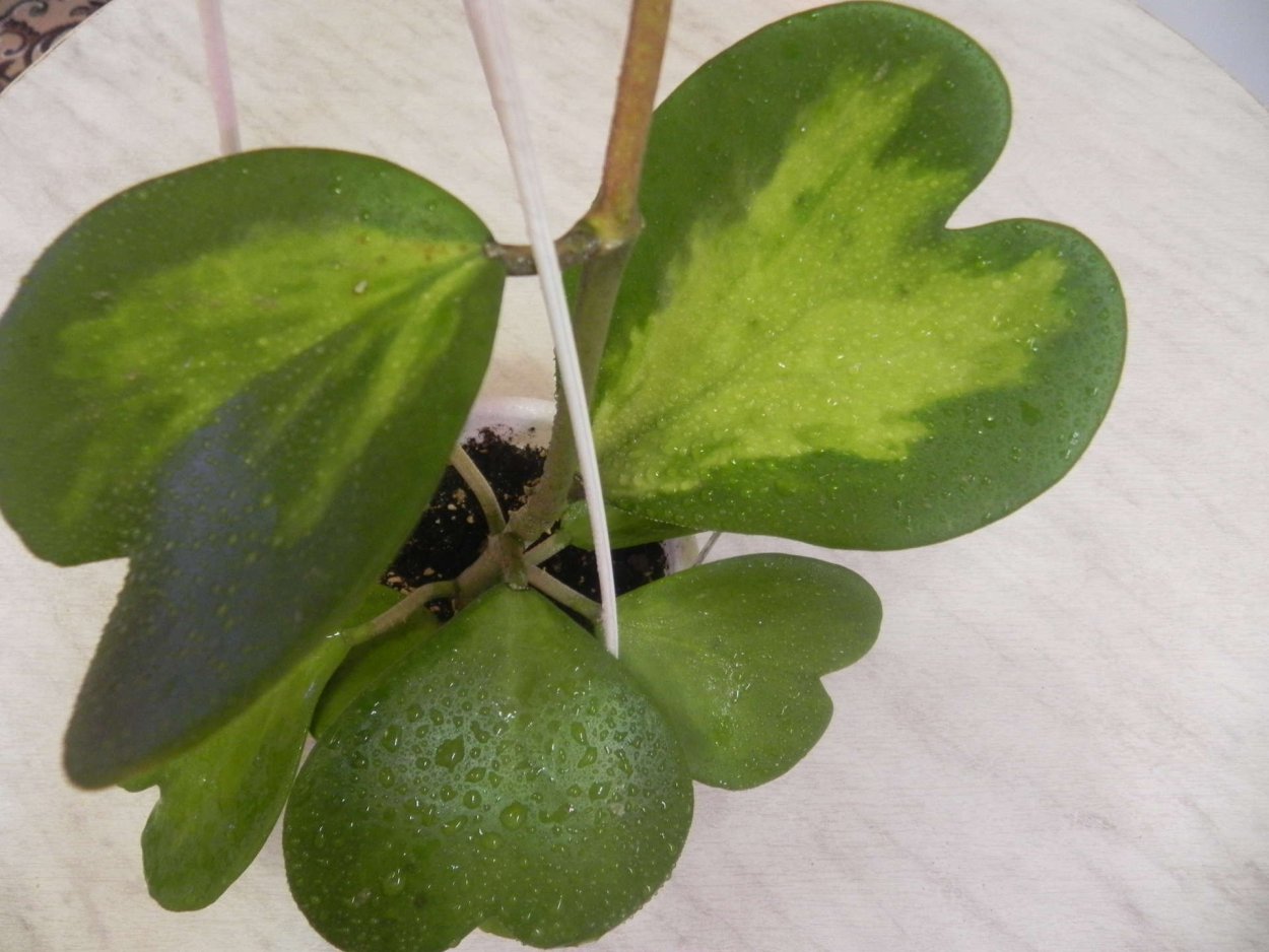 Хойя Керри Yellow variegata