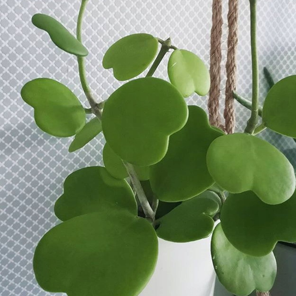 Хойя Керри цветок