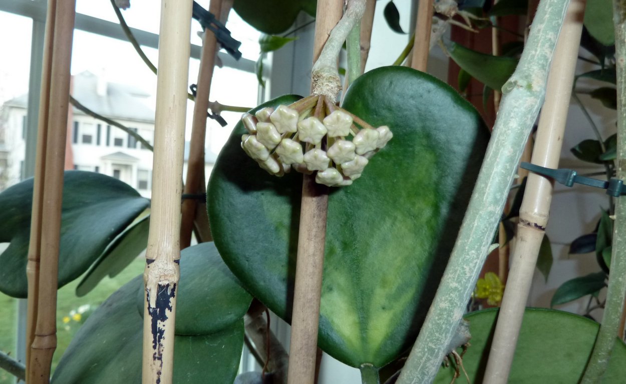 Hoya rostellata