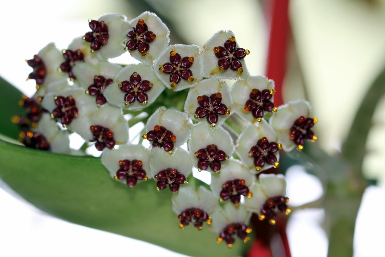 Хойя Биг Мак