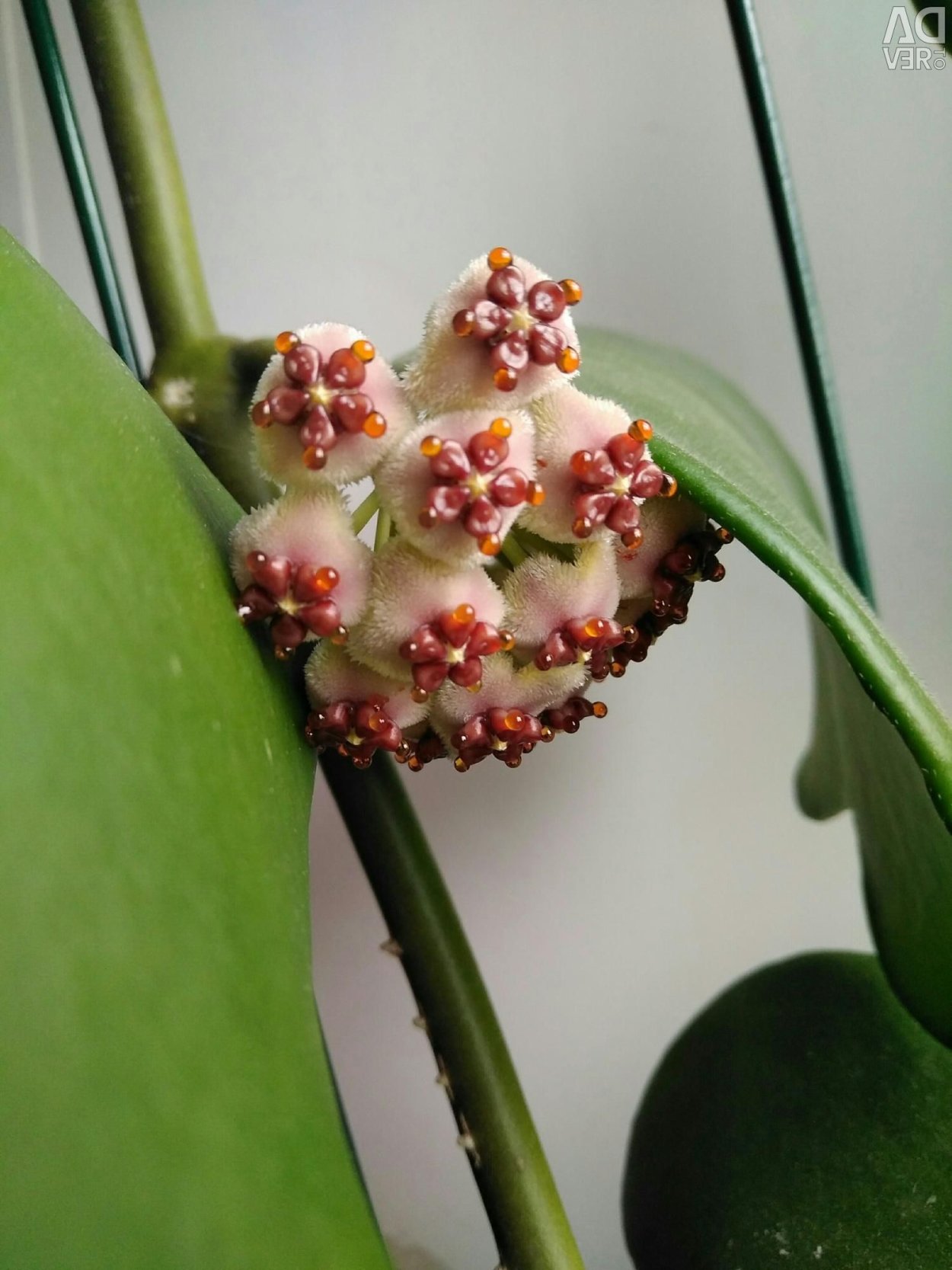 Хойя Керри цветет