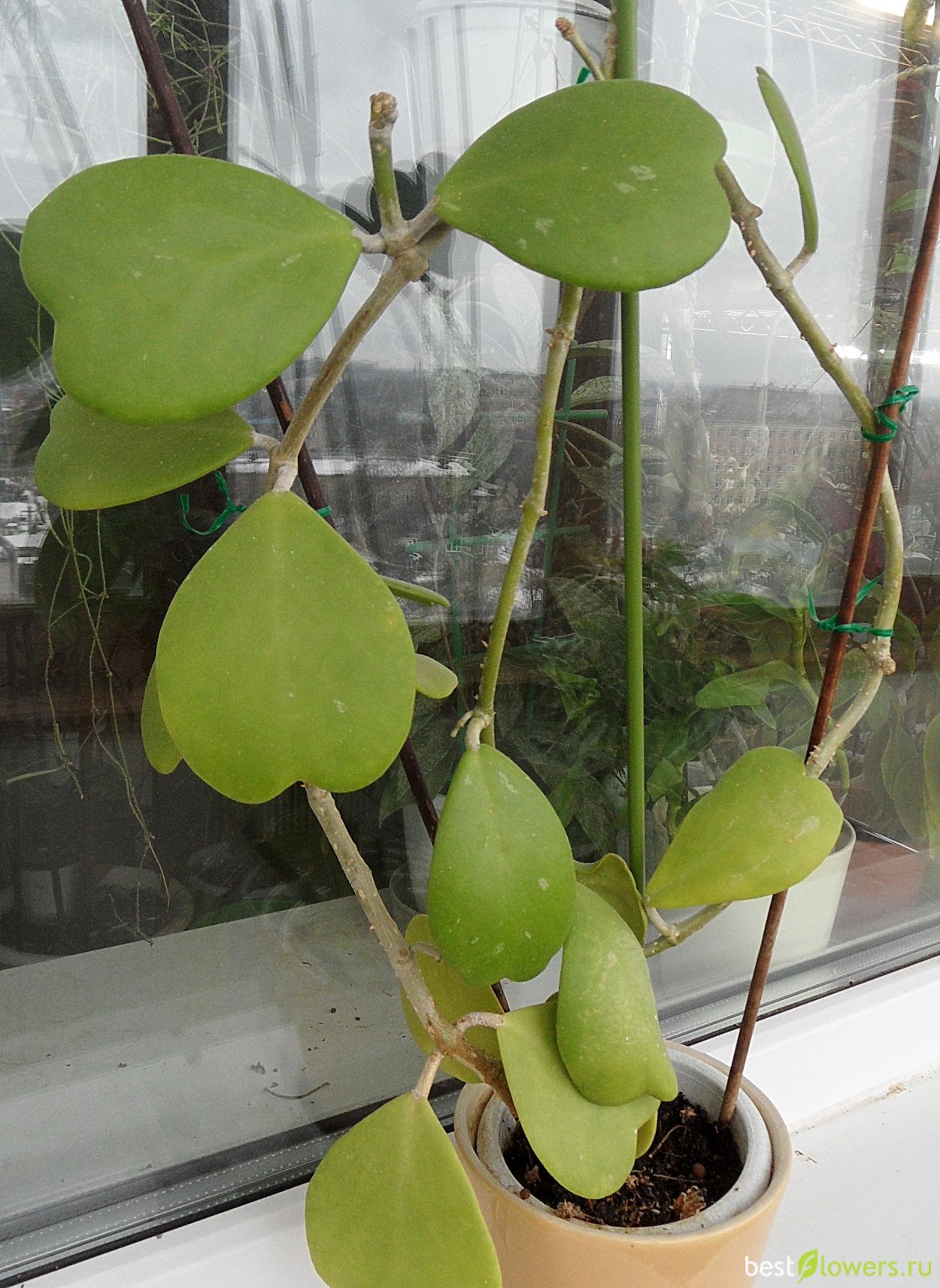 Хойя Керри Hoya kerrii