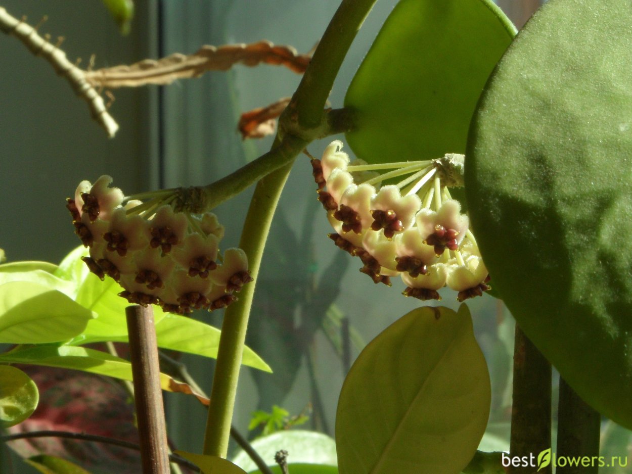 Цветение хойи Керри Сплеш