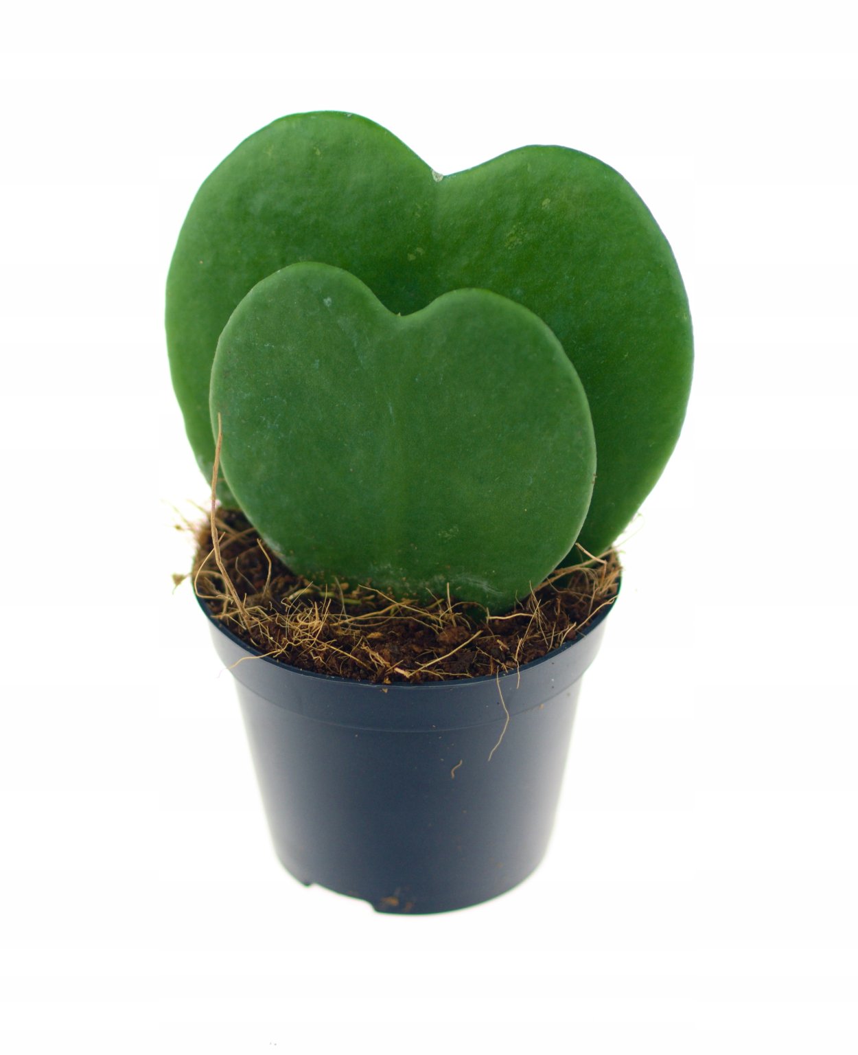 Хойя Керри сердечко