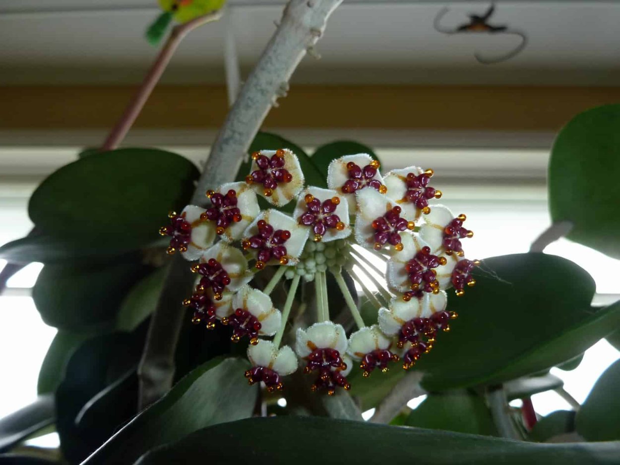 Хойя Керри цветок