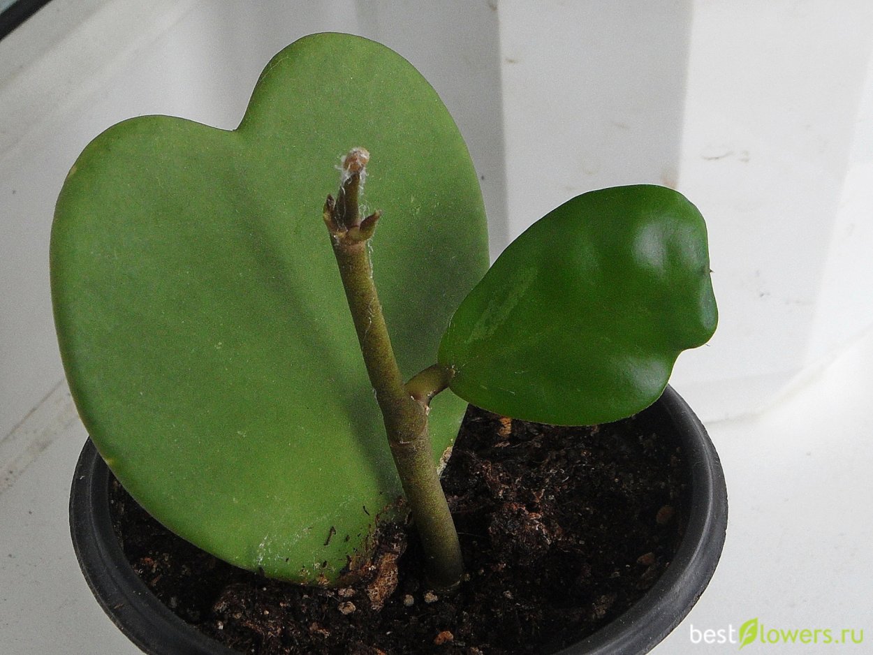 Восковое дерево Хойя Керри