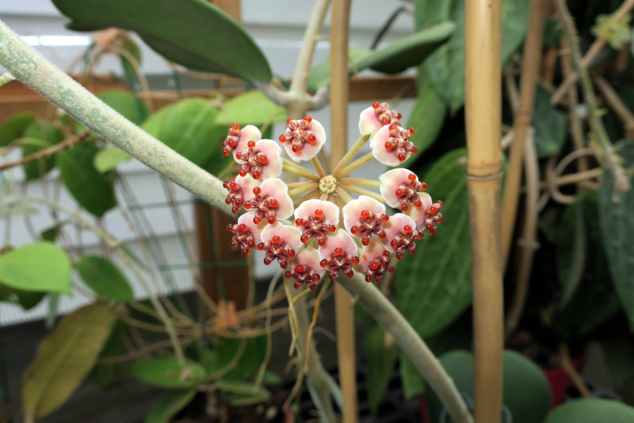 Хойя Керри Hoya kerrii