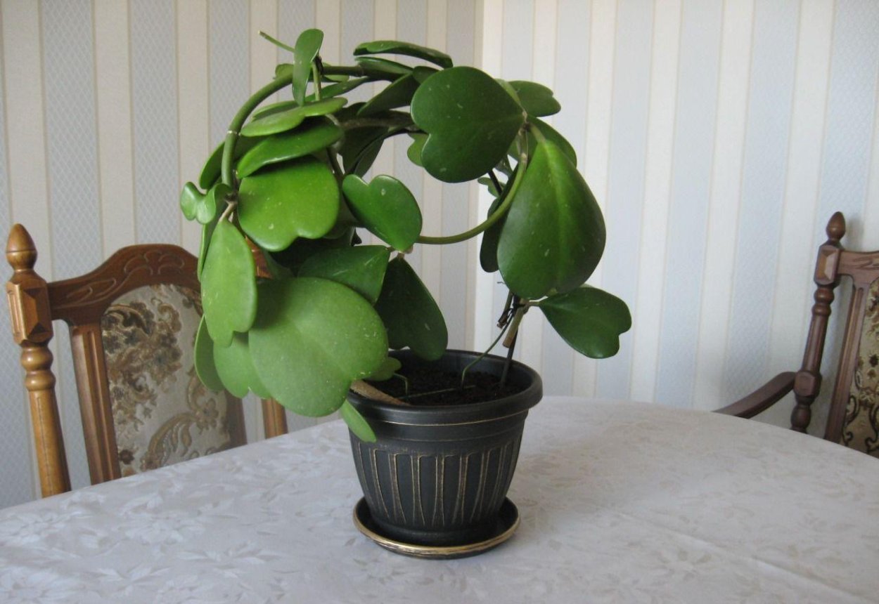 Суккулент Хойя Керри