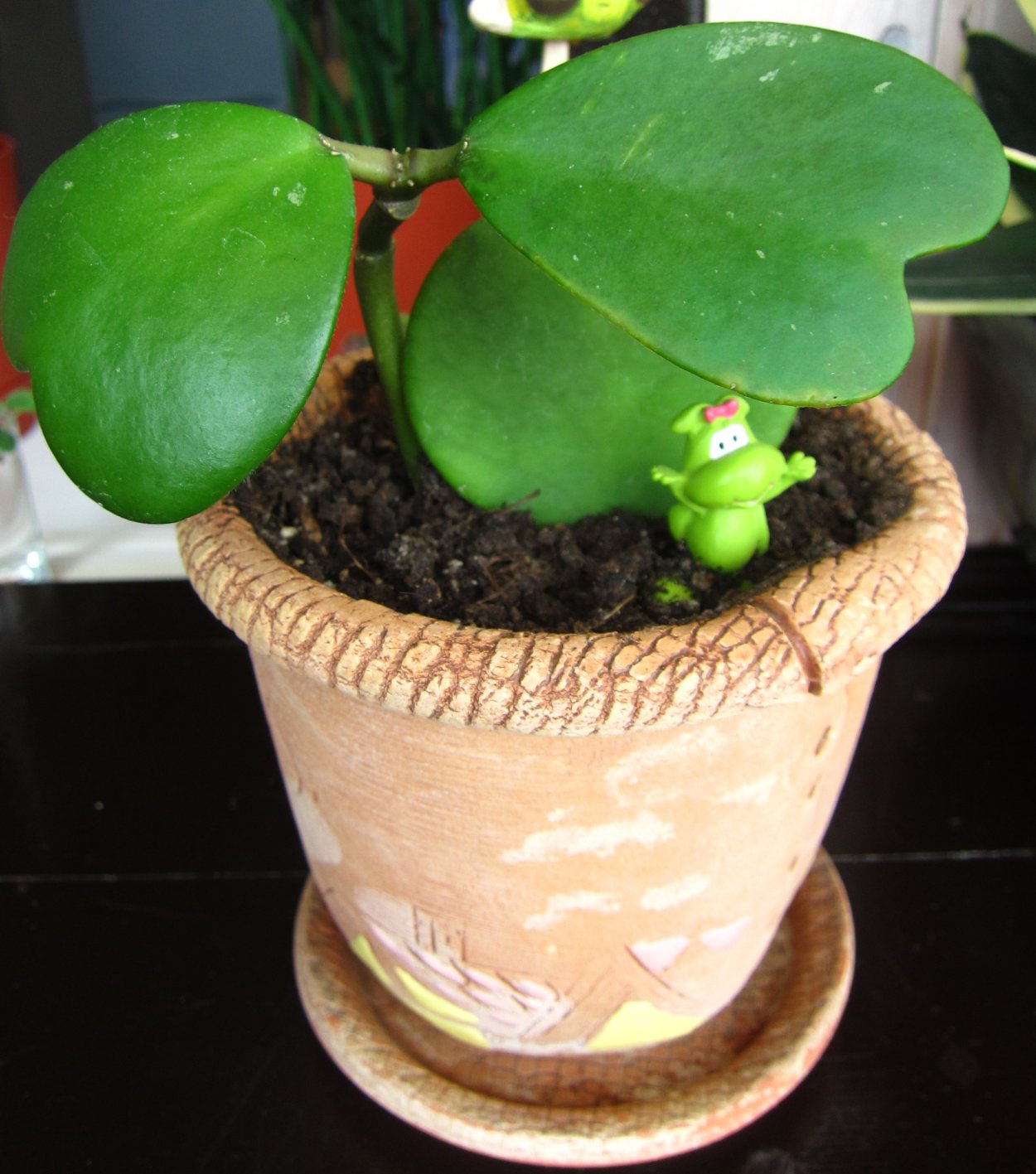 Хойя Керри Сплэш