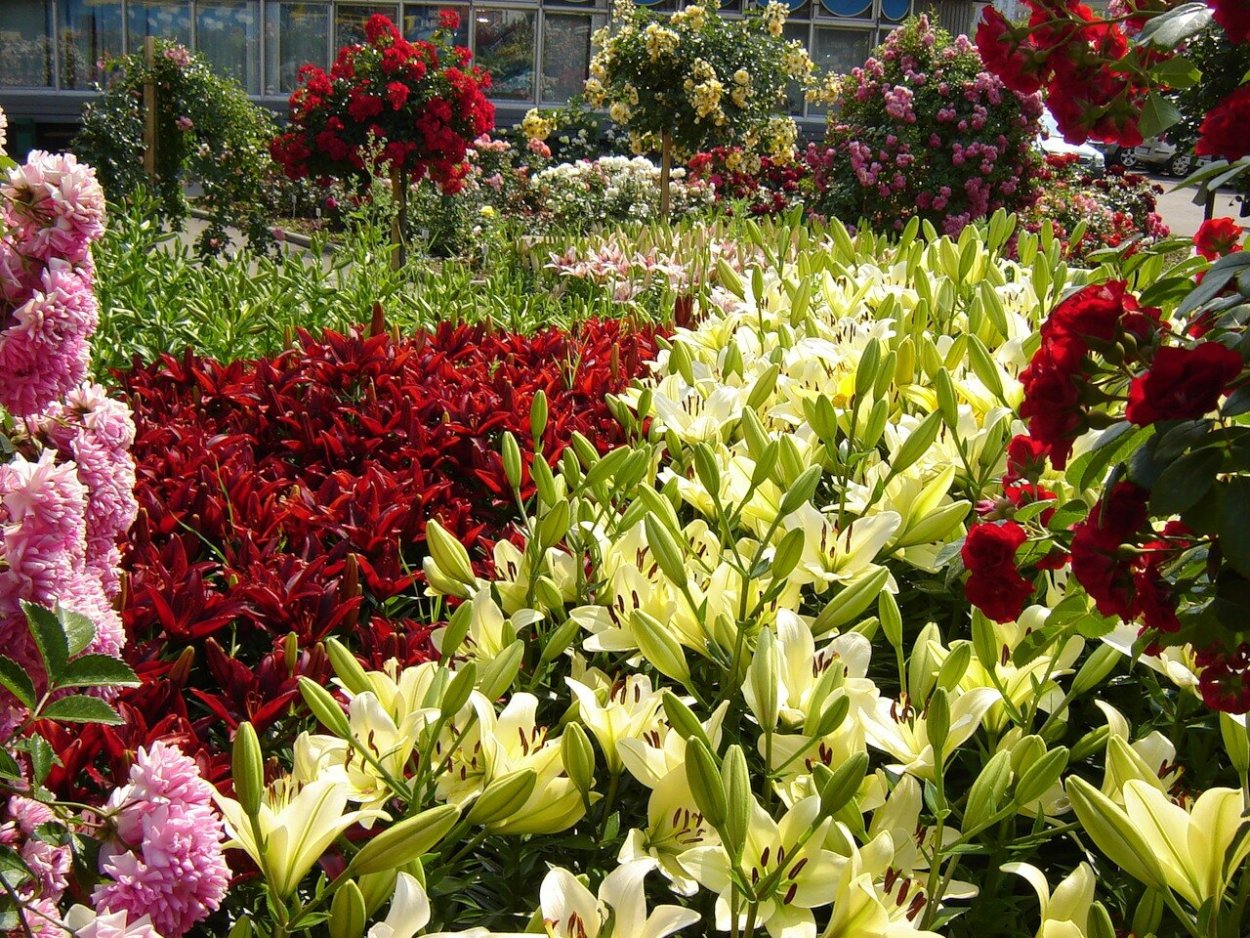 В 1 клумбе лилии и розы