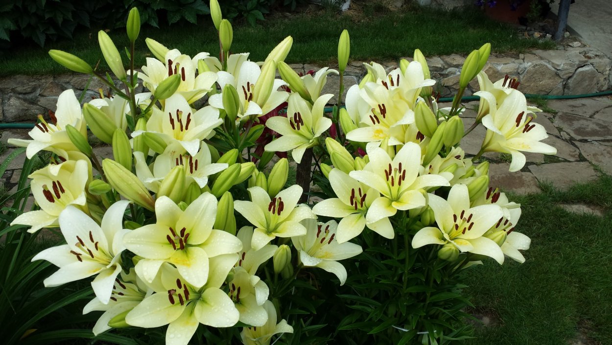 Лилия Донателло