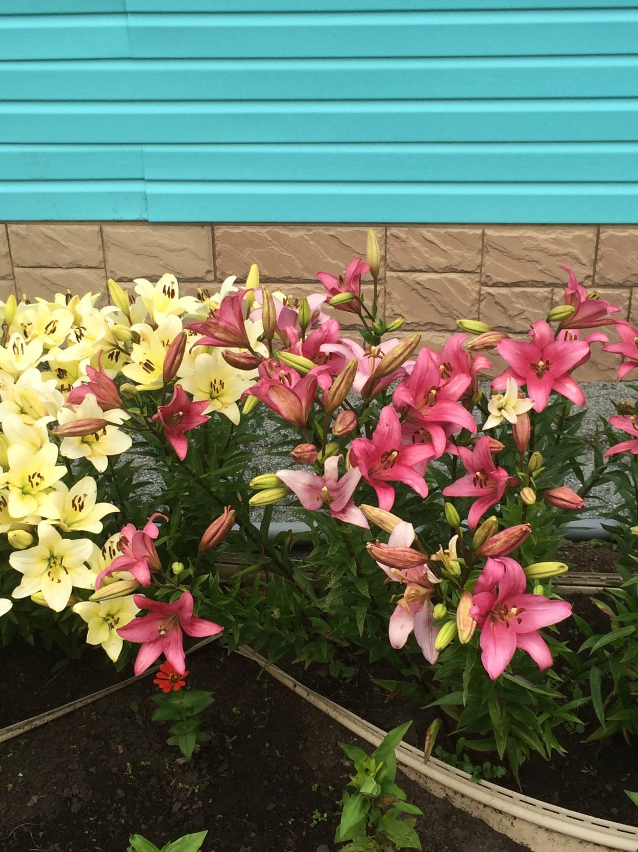 Клумба из лилий