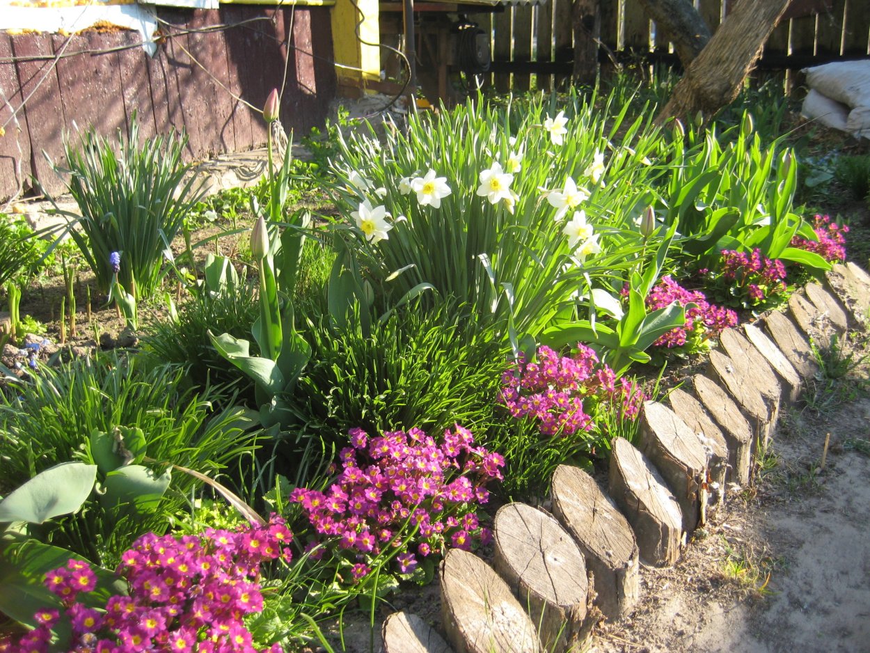 Лилейник с баданом на клумбе