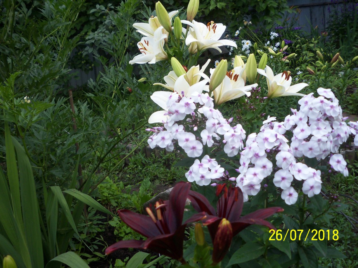 Флоксы с лилиями