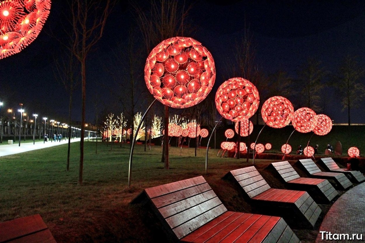 Одуванчики в парке Галицкого вечером