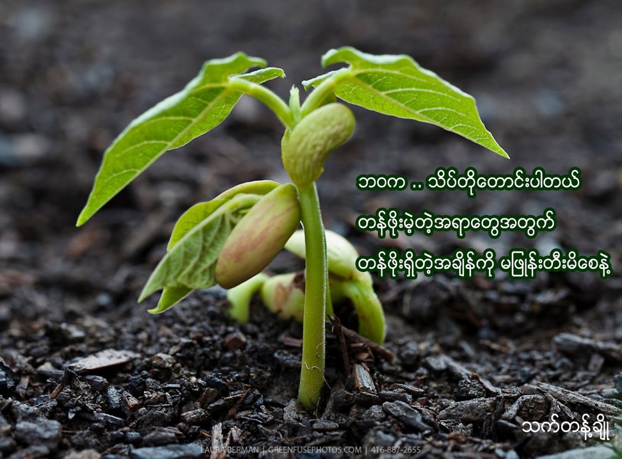 Бобовые ростки