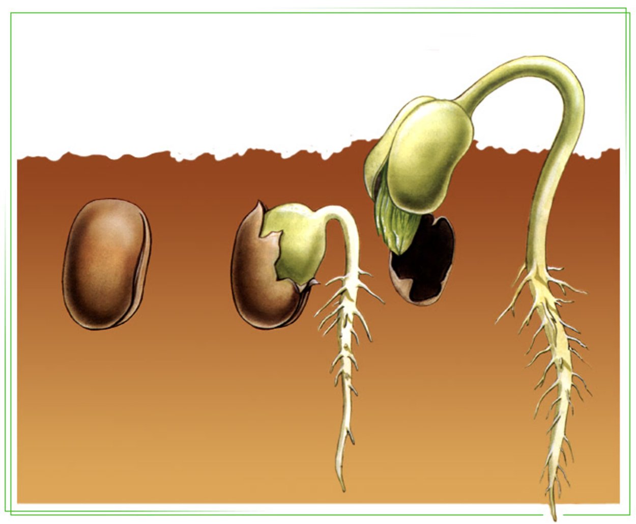 Семена фасоли прорастание семян
