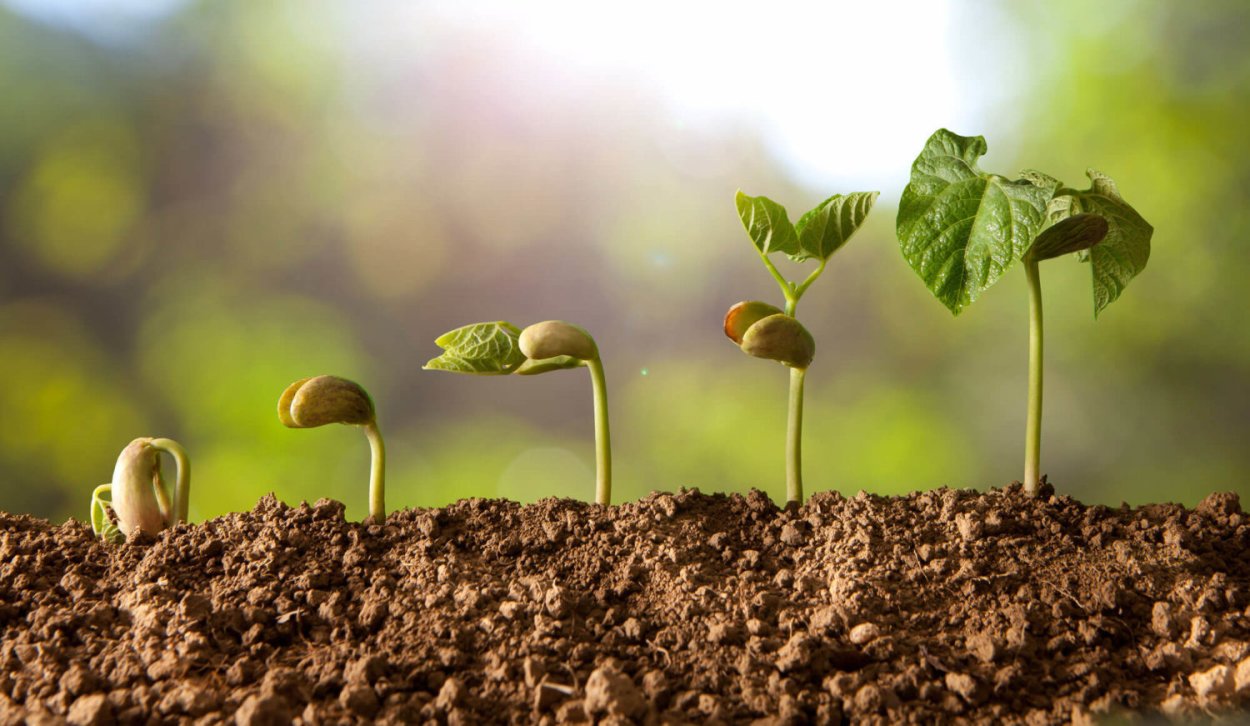 Росток из семени