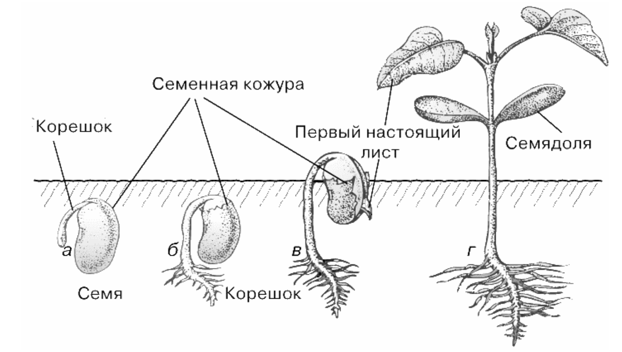 Схема прорастания семян