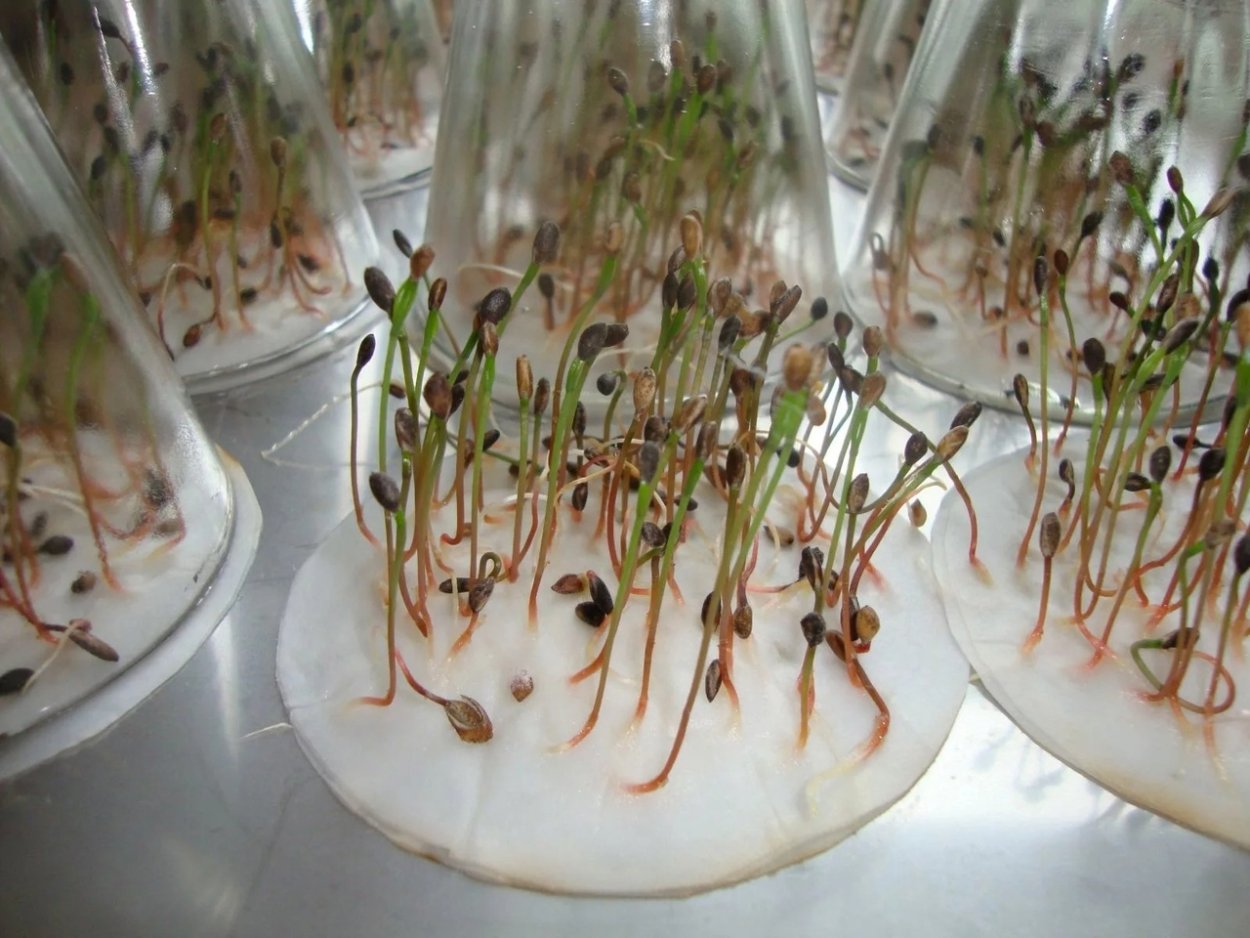 Проросшие семена