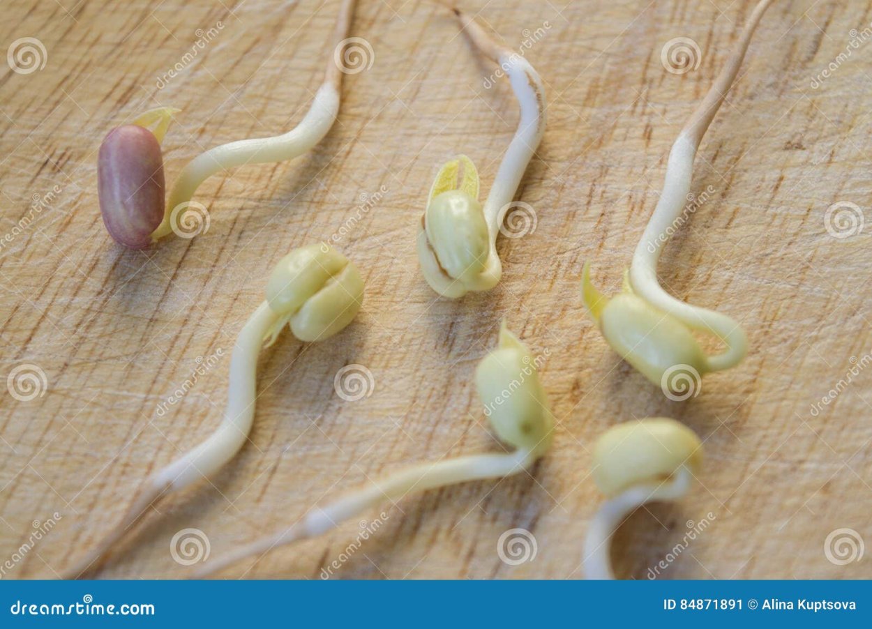 Пророщенный Росток фасоли