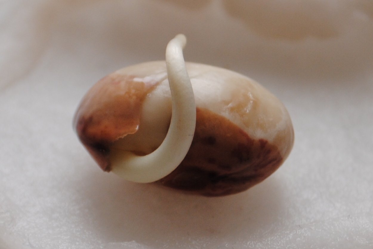 Семена фасоли прорастание