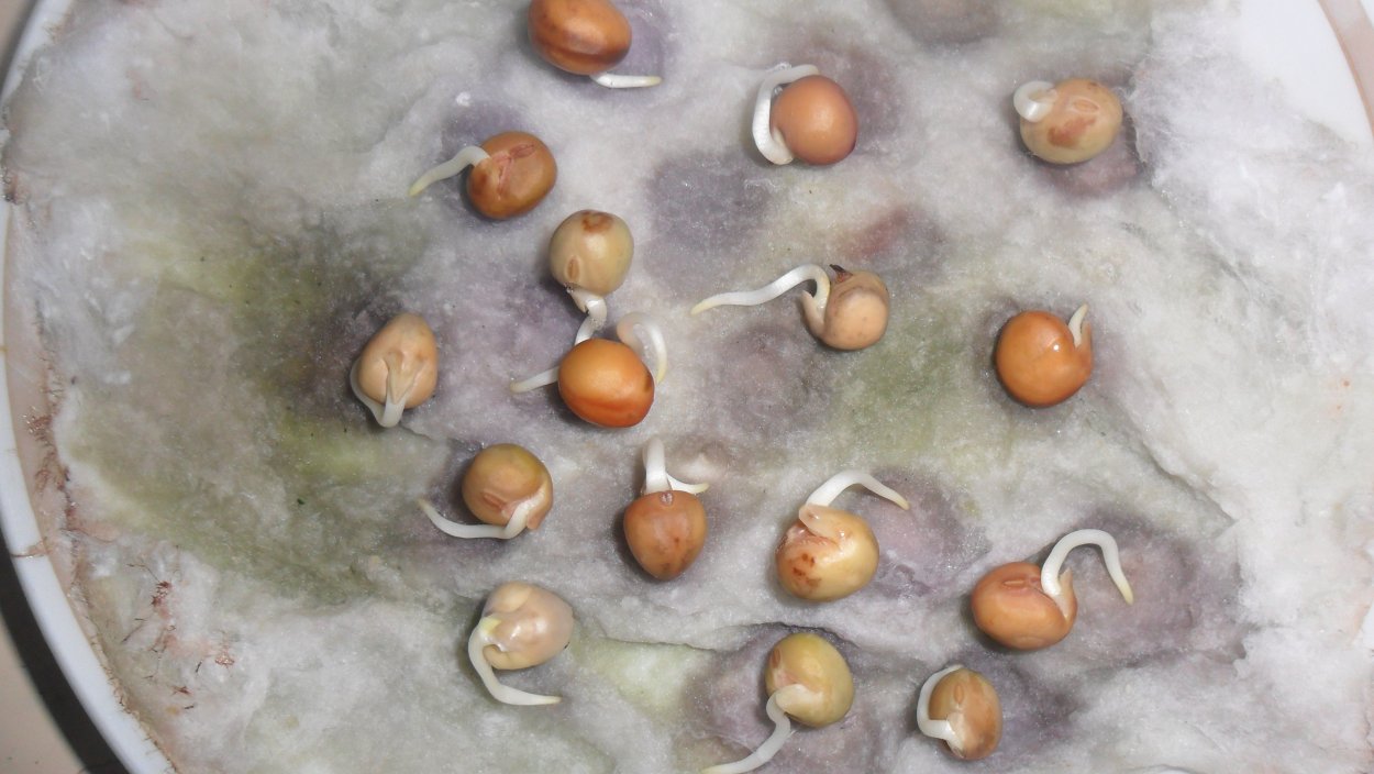 Семена гороха прорастание