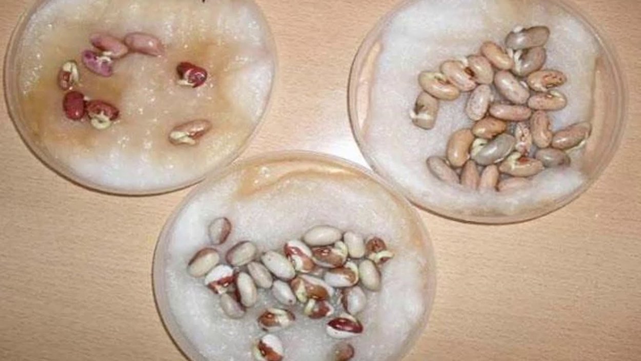 Семена фасоли прорастание