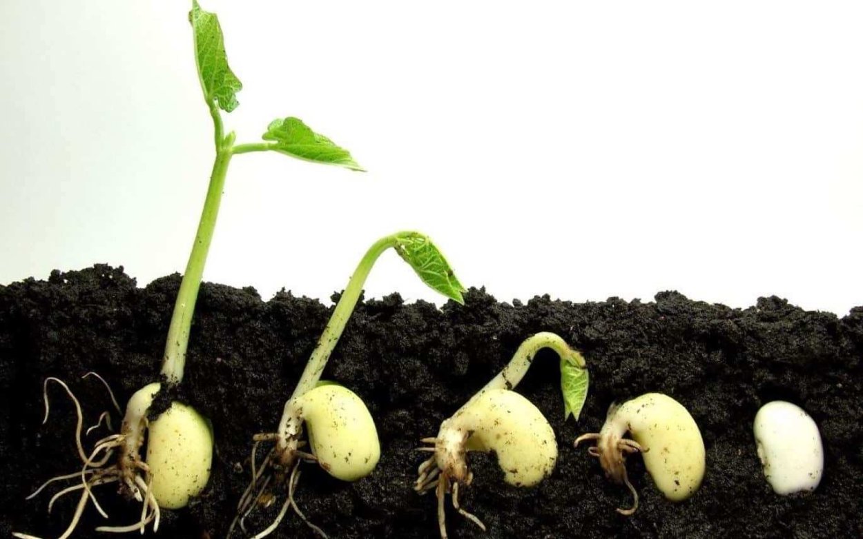 Прорастание семян томата