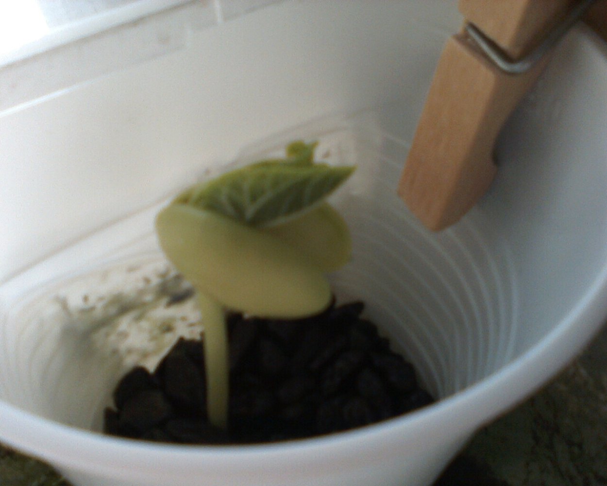 Отростки фасоли в стаканчике